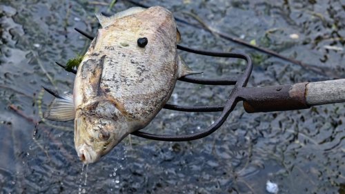 Polen dementiert Einleitung von Wasser in die Oder – Fische werden auf weitere 300 Stoffe untersucht