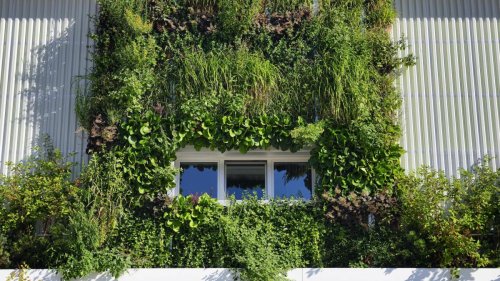 Hamburg investiert Millionen in grüne Fassaden