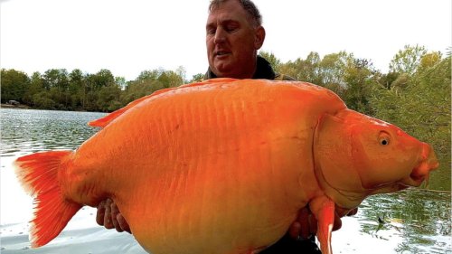 Angler fischt 30 Kilo schweren Goldfisch aus einem See
