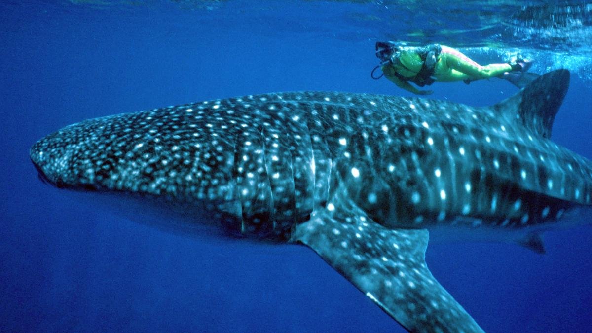 Hier schwimmen Urlauber mit den größten Fischen der Welt