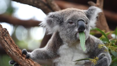 In Australien haben Koalas eine Klinik nur für sich