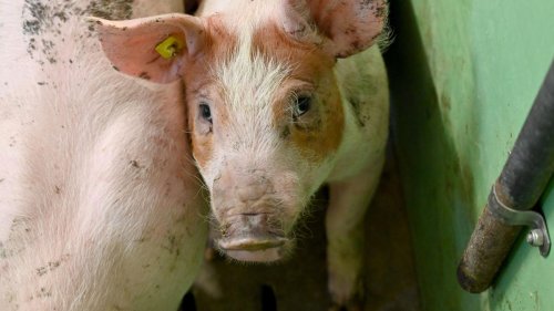 FDP unterstützt nun höhere Fleischpreise für mehr Tierwohl