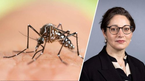 Die neue Mücken-Gefahr in Deutschland