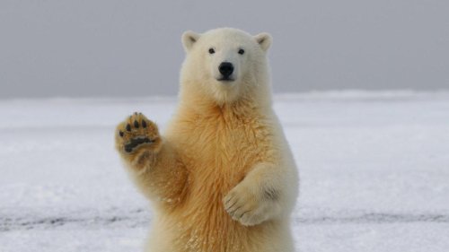 Dünnes Eis, ewige Chemikalien – Dem Eisbären droht ein Doppelproblem