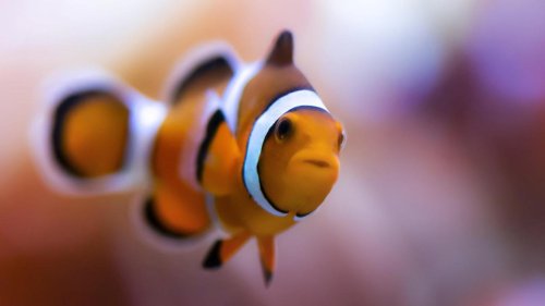 Warum „Nemo“ den Clownfischen schadet