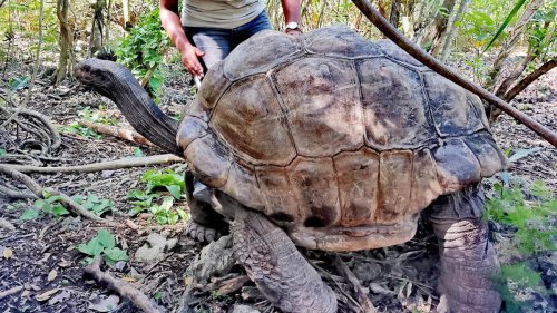 Auf Mauritius arbeiten Riesenschildkröten als Gärtner