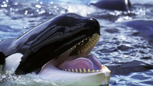 Killerwal-Duo tötet 17 Haie innerhalb eines Tages