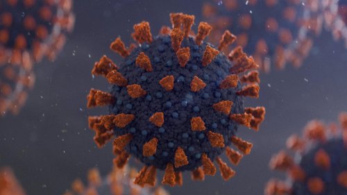 Wildtierhändler verschleppten das Virus vermutlich über Tausende Kilometer