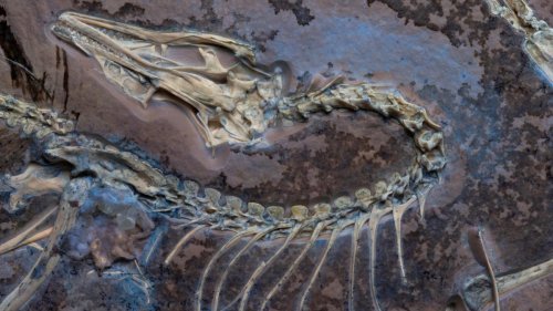 Ein Fossil, das den Urvogel näherbringt