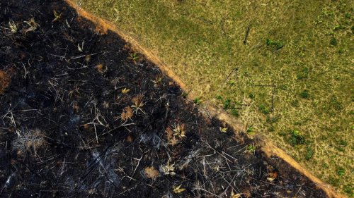 Amazonas-Abholzung seit Lulas Amtsantritt um ein Drittel zurückgegangen