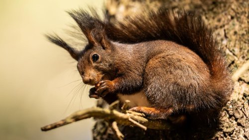 „Es ist dramatisch – bei den Eichhörnchen ist der Beginn des Aussterbens da“