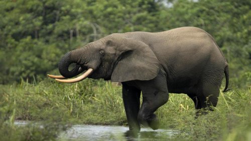 „Nicht akzeptabel“ – Entwicklungshilfeministerium äußert sich zu Skandal bei African Parks