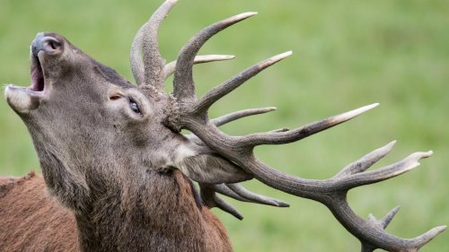 Immer mehr Fälle von Inzucht bei Rotwild – mit sichtbaren Folgen
