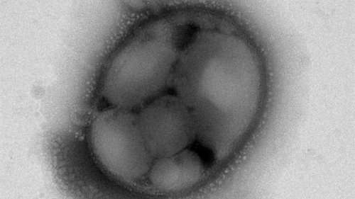CO₂-Emissionen als Quelle für biologisch abbaubaren Kunststoff