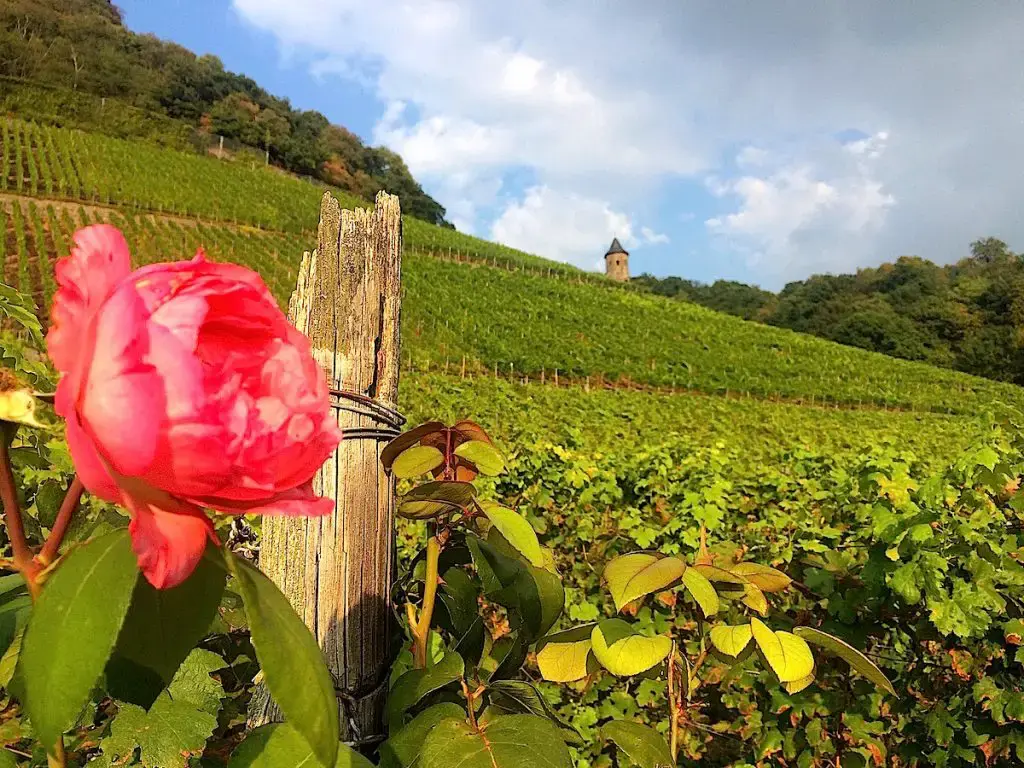 Weinwandern und Weingenuss im Siebengebirge