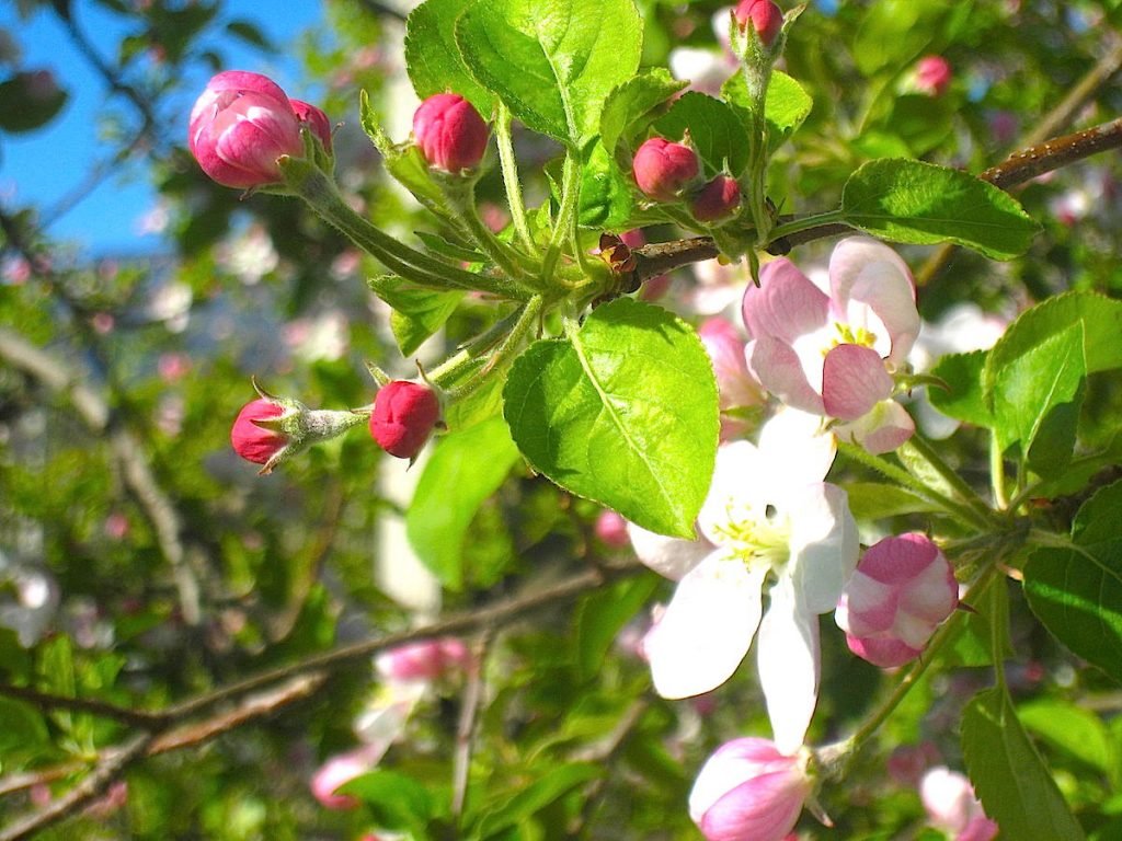 Naturschauspiel der Apfelblüte in Südtirol