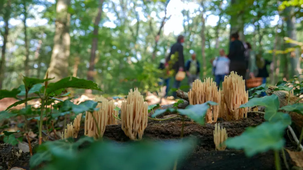 Pilze sammeln, aber richtig – mit dem Experten im Bergischen Land
