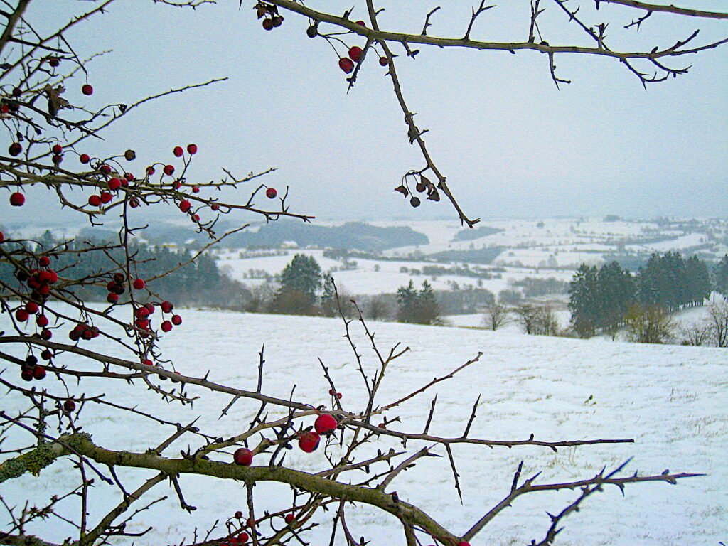 Naturpark Hohes Venn – Winter in der Eifel & Ostbelgien