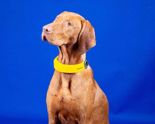 The Invoxia Smart Collar Tracks All Your Dog’s Data | WERD