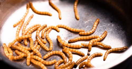 Meat Giant Tyson Foods Invests Heavily in Insect Ingredient Company for 'More Sustainable Protein'