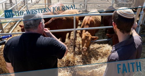 Bible Prophecy: What Do Israel's Mysterious Red Cows Have to Do with Middle East Tensions and End Times?
