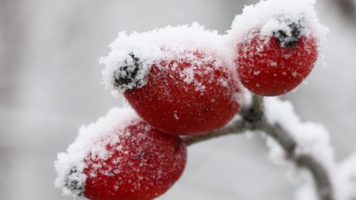 Wetter und Wetterthemen am 16. Februar: -15 Grad und weniger - Winter erreicht mit Arktikluft den Höhepunkt | wetter.de