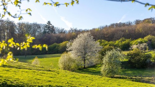 Bauernregeln für den Frühlingsanfang: Das sagen die alten Weisheiten über unser Wetter | wetter.de
