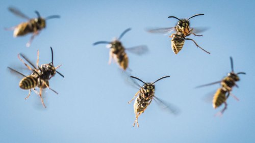 Wespennester im Herbst - Wie lange leben Wespen? | wetter.de