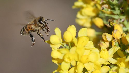 Weltbienentag 2022: Wenn die Drohne zur Königin geführt wird: Bringt das Bienen-Bordell die Wende? | wetter.de