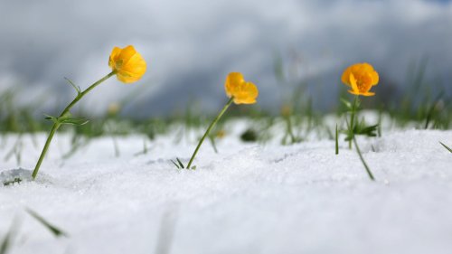 7-Tage-Wettertrend: Es schneit, stürmt und regnet ohne Ende - der April macht auf Winter | wetter.de