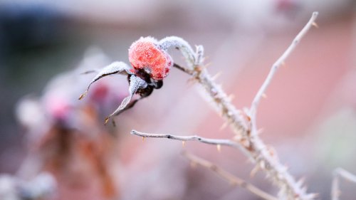 Wetter und Wetterthemen am 16. Februar: Winter mit Arktikluft - Eisige Kälte, Nebel und Schnee | wetter.de