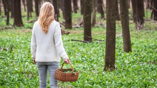 Bärlauch ernten und verwenden: Wann, wie und wo soll man Waldknoblauch abernten? | wetter.de