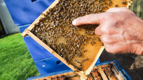 Rettung der Landwirtschaft: Fliegende Roboter ersetzen Bienen - Innovation aus Finnland | wetter.de