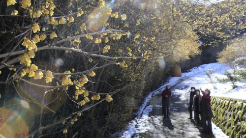 42-Tage-Wettertrend: Februar mit Winter und Kälte, aber auch mit Frühling und Wärme | wetter.de
