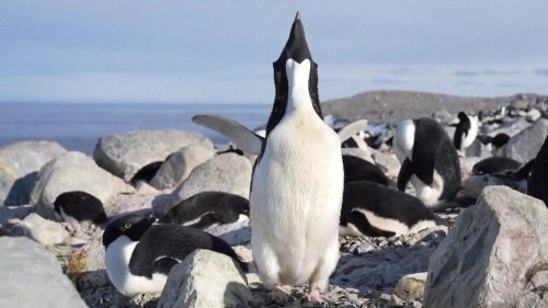 Wetter- und Natur-Bild des Tages: Inexpressible Island in der Antarktis wird Brutplatz für Adelide-Pinguine | wetter.de