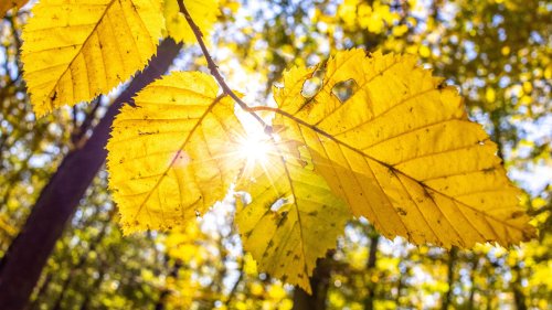 Altweibersommer am kommenden Wochenende: Prognosen machen Hoffnung auf goldenen Oktober | wetter.de