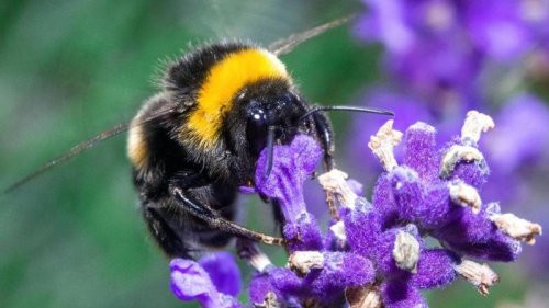 Was Sie über Bienen, Wespen, Hummeln und Co. wissen sollten: Hornissen verstehen keinen Spaß: 50.000 Euro Bußgeld | wetter.de