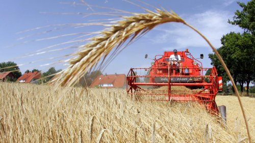 Roggen schlägt Weizen im Klimaschutz und bei der Anpassung an den Klimawandel | wetter.de