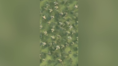 Must-see video: Thousands upon thousands of rays gather in Tampa Bay