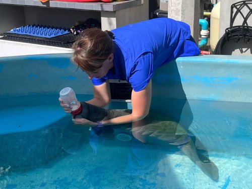 ZooTampa joins forces with Puerto Rico conservation center to rescue manatee