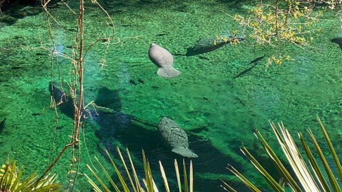 Record number of manatees counted at Blue Spring State Park