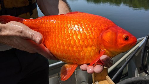 Giant pet goldfish ‘mucking up’ Minnesota waterways