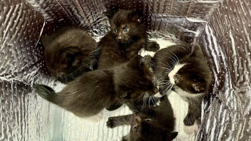 Bag full of kittens dumped in Ohio parking lot