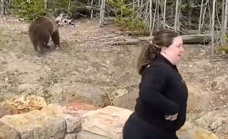 Remember The Moron That Almost Got Mauled By A Yellowstone Grizzly Bear? Park Rangers Are Looking For Her