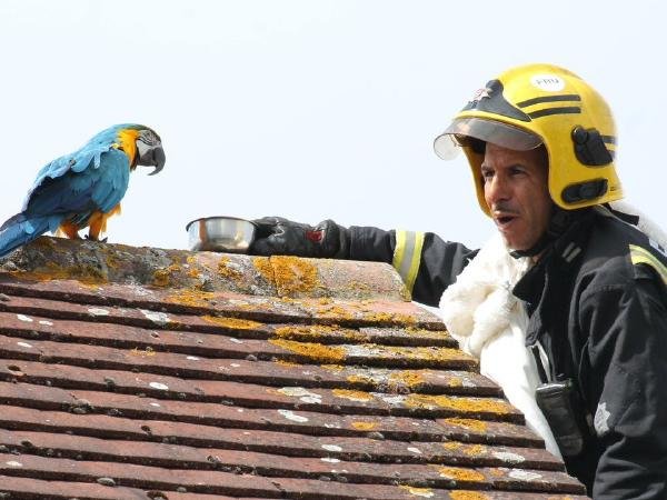 Stranded Parrot Goes Viral For Telling Firefighter To F*ck Off When He Tried To Rescue It