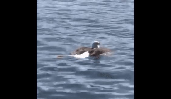 Bad*ss Bald Eagle Drags Massive Muskie All The Way To The Shore