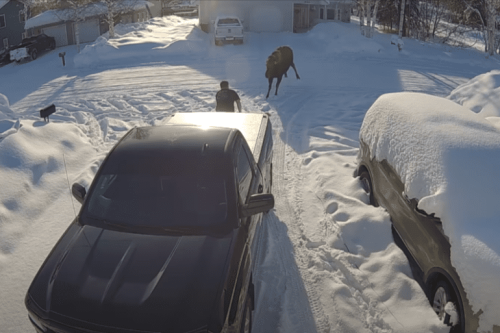 Montana man gets charged by a moose outside his door in terrifying viral video 