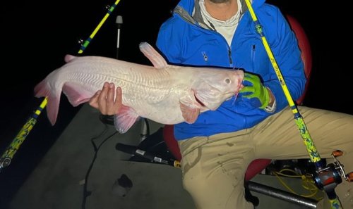 The rare albino catfish rocking the fishing world