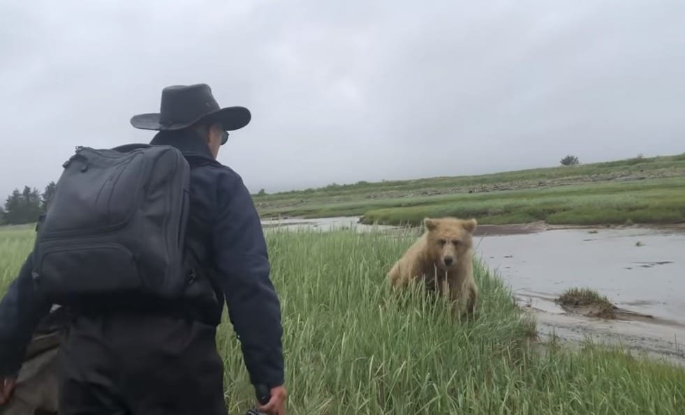 Grizzly Bear Delivers Terrifying Bluff Charge To A Group Of Tourists In Alaska