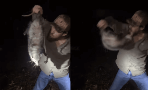 Man Tries To Kiss Possum And Winds Up Getting Bit Right In His Face